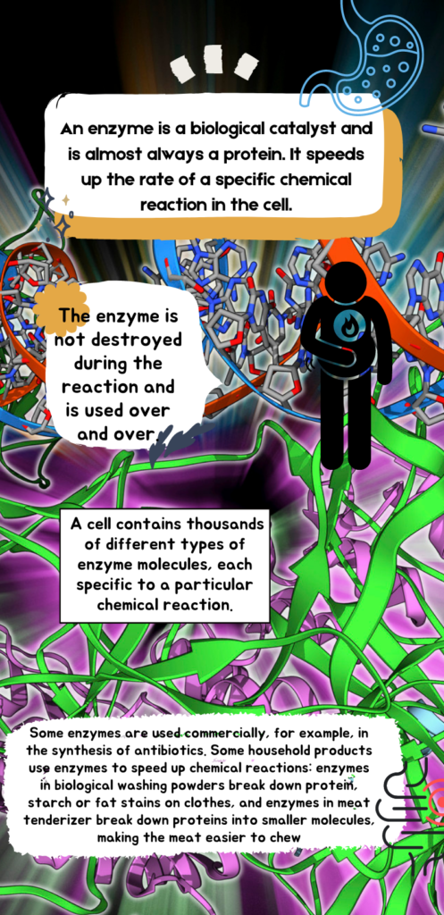 enzymes made up of