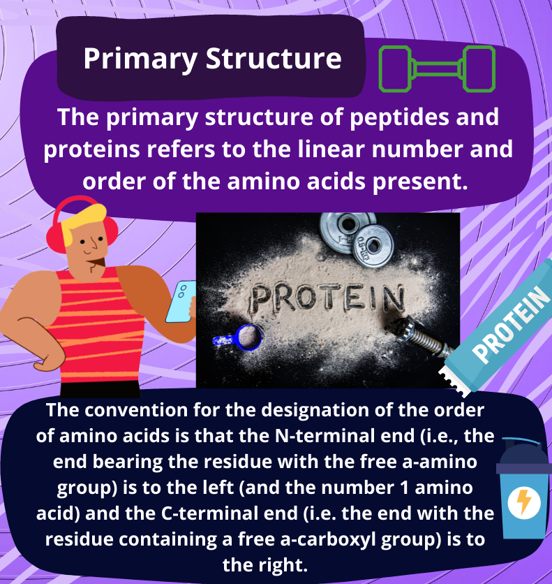 proteins structure