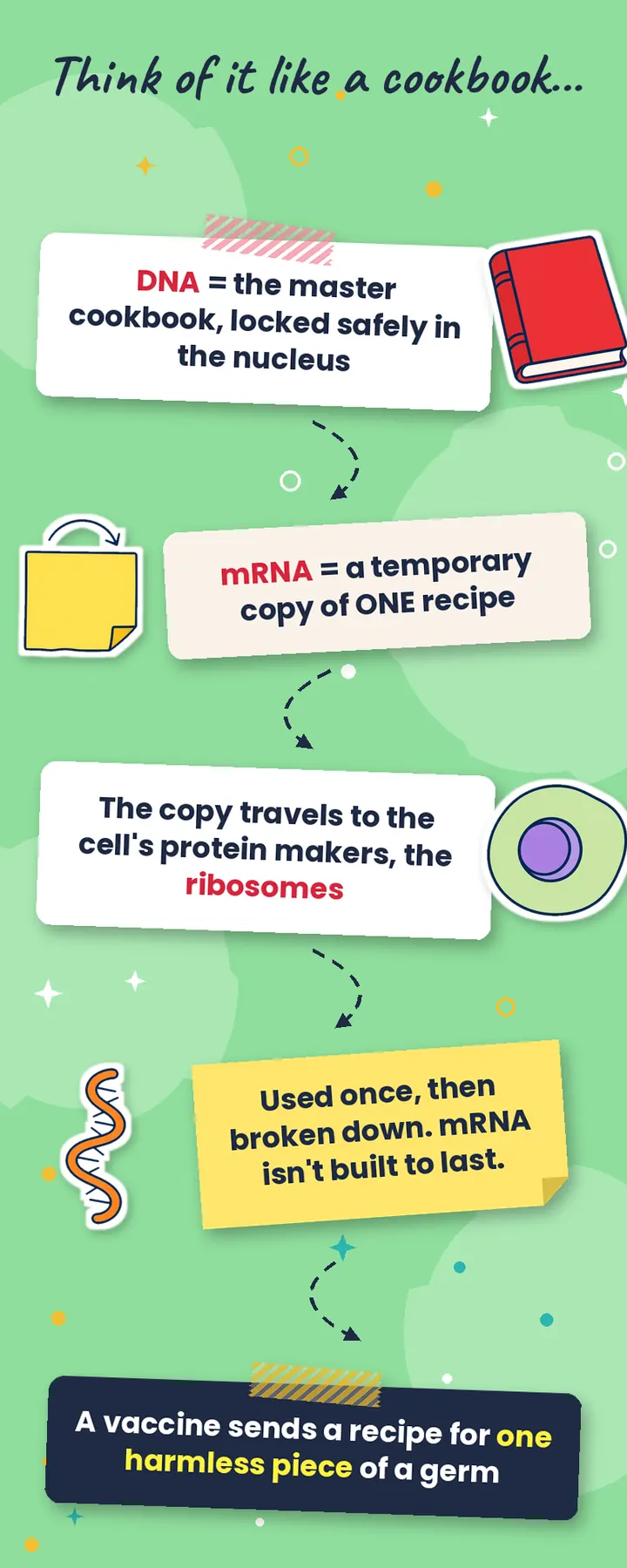 Cookbook comparison: DNA is the master cookbook in the nucleus, mRNA is a temporary copy of one recipe read by ribosomes