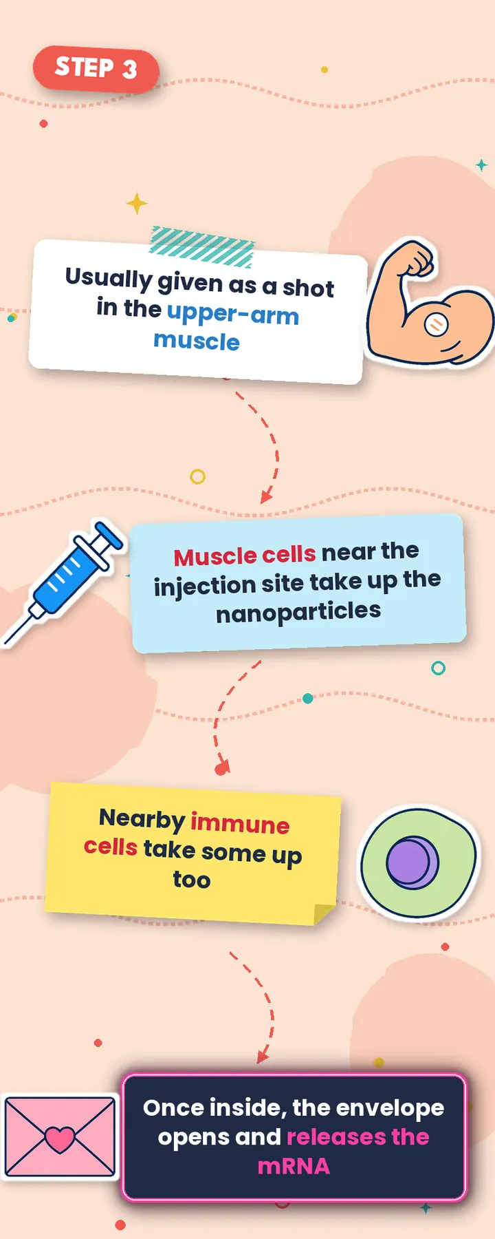 Step 3 graphic: the shot goes into the upper-arm muscle, muscle and immune cells take up the particles, and the mRNA is released