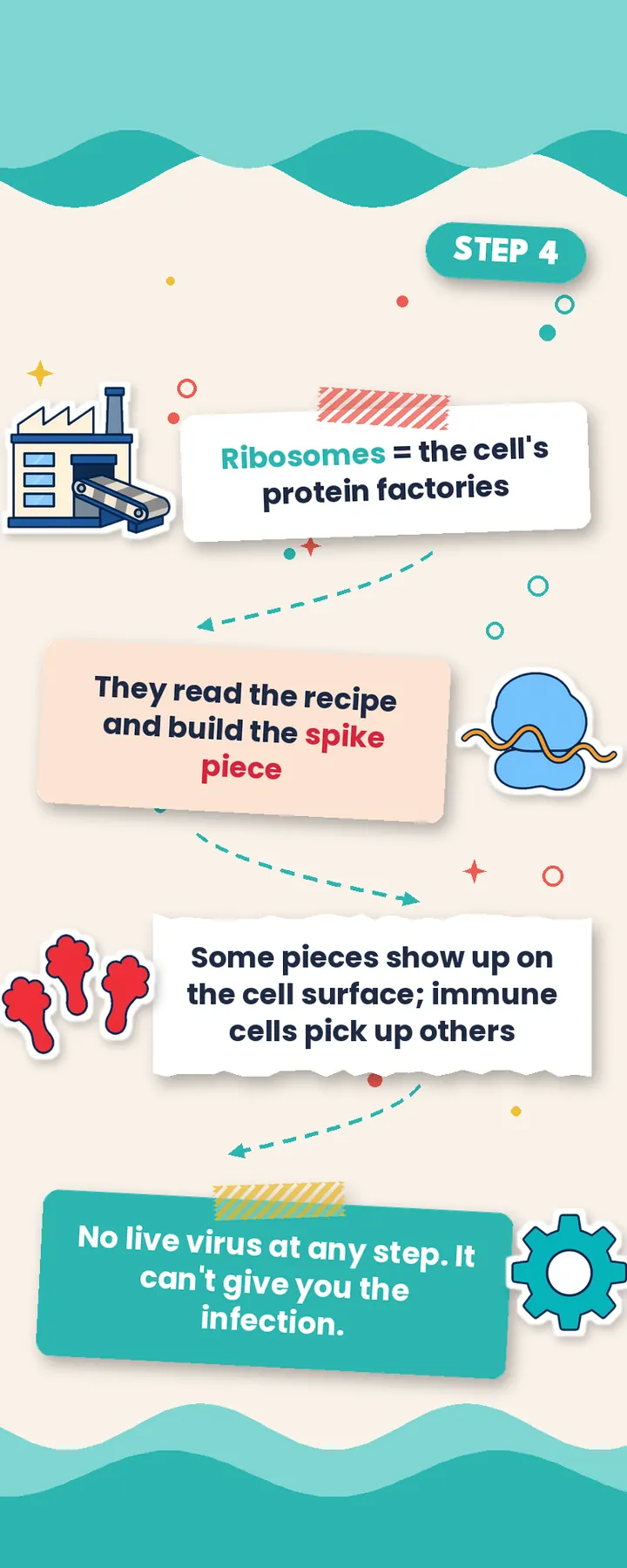 Step 4 graphic: ribosomes act as protein factories that read the recipe and build the spike piece, with no live virus involved