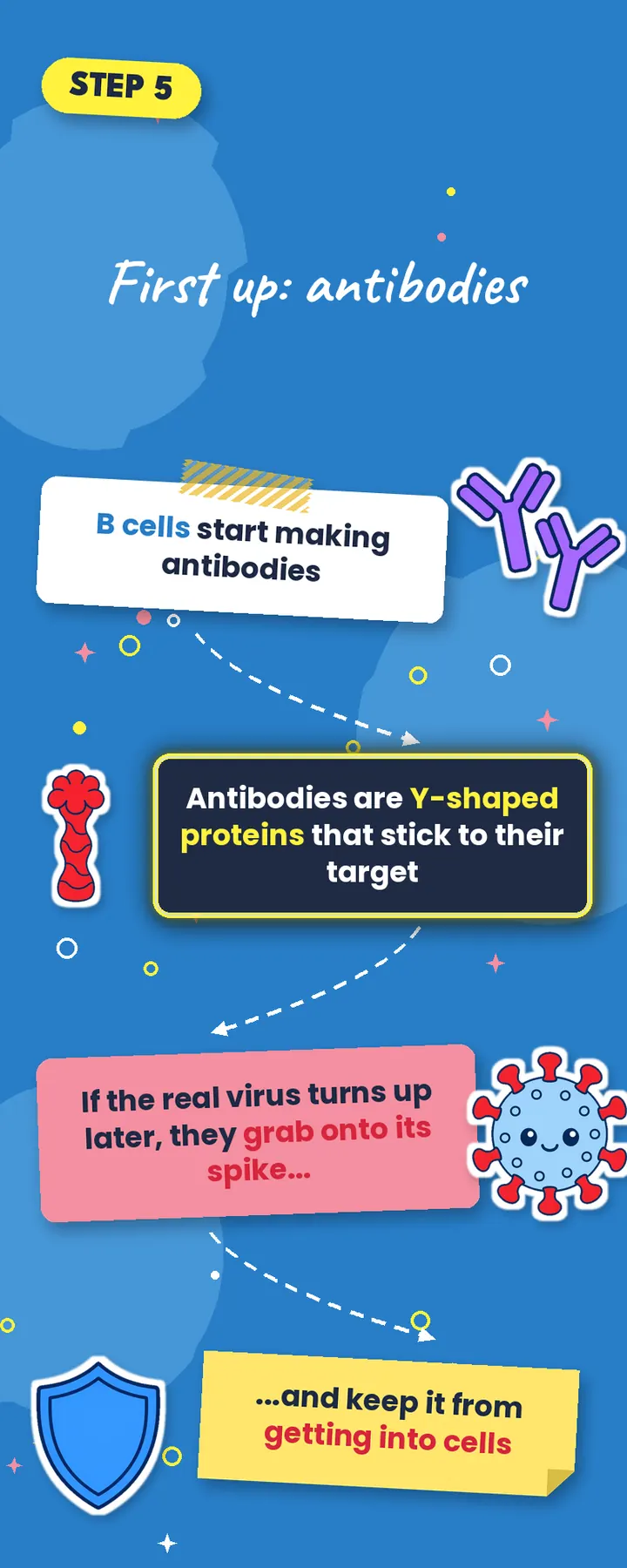 Antibodies explained: B cells make Y-shaped antibodies that grab the virus spike and block it from entering cells