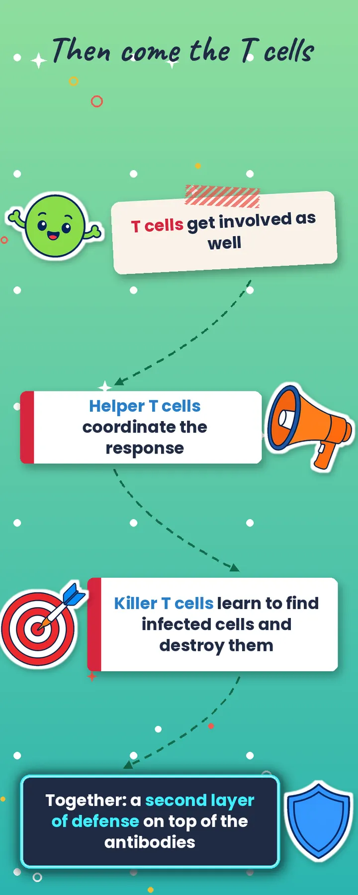T cells explained: helper T cells coordinate the response and killer T cells find and destroy infected cells