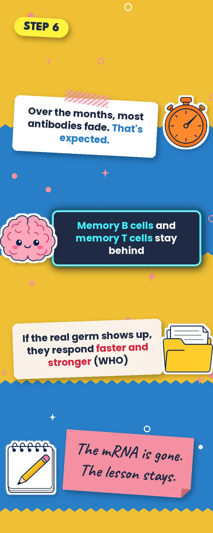 Step 6 graphic: antibodies fade but memory B and T cells stay behind and respond faster and stronger if the real germ appears